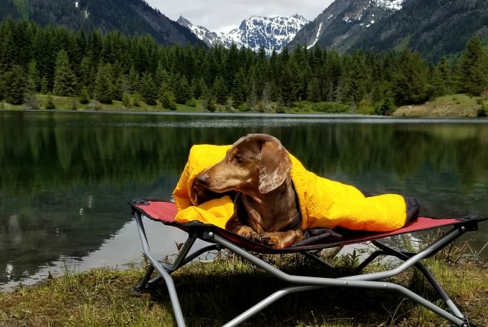 Camping gear for dogs